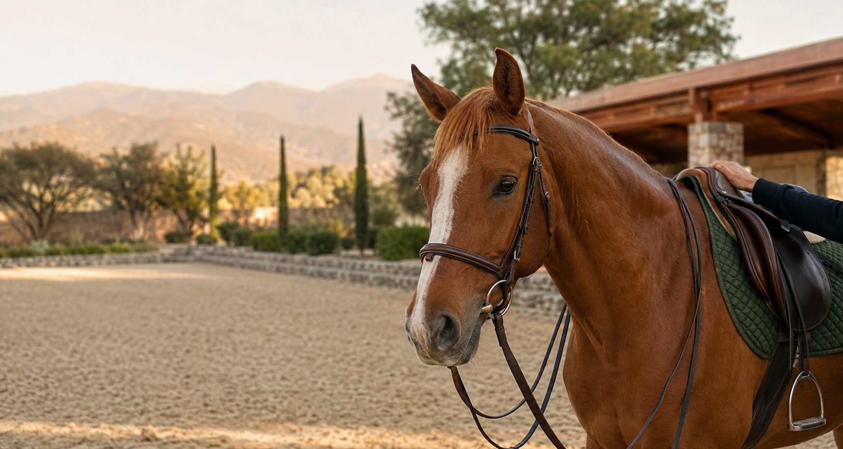 Caballo de escuela en las instalaciones de Ecuestre Caleras